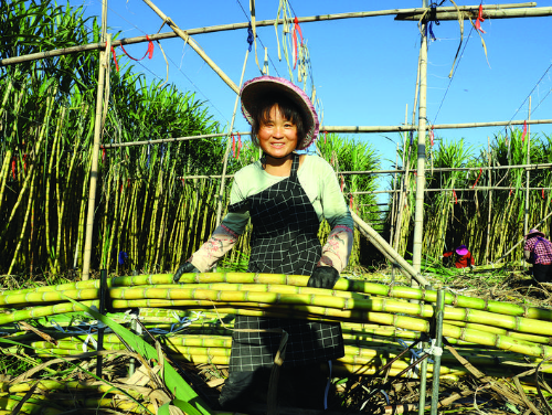     石壩鎮紅星村甘蔗喜獲豐收。本版圖片 惠州日報記者鐘暢新 攝