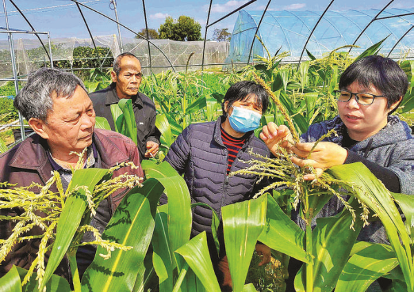     專家到田間開展技術指導。惠州日報記者朱金贊 攝