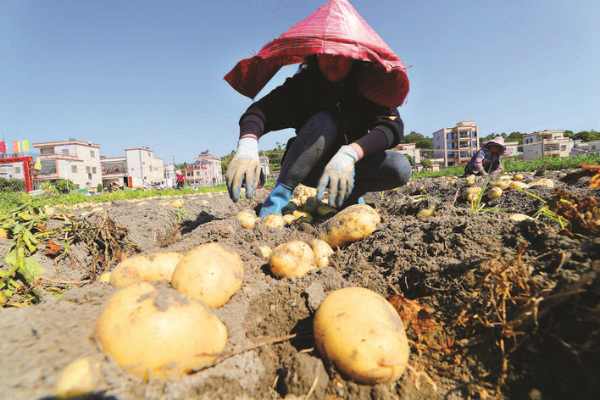     馬鈴薯金黃剔透惹人喜愛。