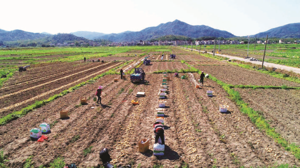     鐵涌被稱為“馬鈴薯之鄉(xiāng)”，種植馬鈴薯已有數(shù)十年歷史。