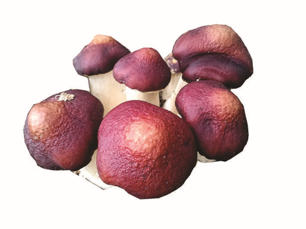     赤松茸。    惠州日報記者鄧惠婷 謝菁菁 彭紅霞 攝