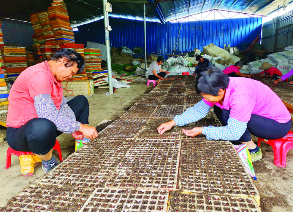 農戶將蔬菜種子裝盤,開展春耕育苗。
