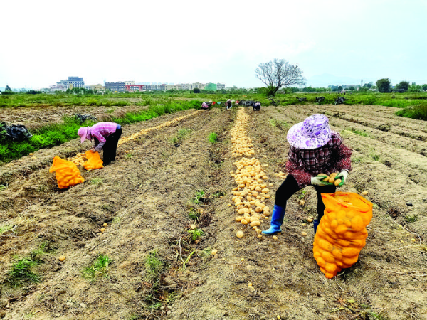     農(nóng)戶在采收馬鈴薯。 惠州日報記者劉建威 通訊員湯倩 攝