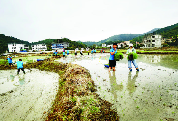     一株株水稻秧苗拋入田中。    惠州日報記者黃尉宏 通訊員黃坤 攝