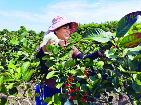     幫鎮扶村工作隊幫忙賣果，解了果農燃眉之急。