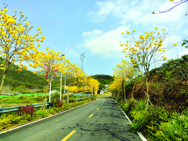     升級改造后Y888線大湖洋村段很漂亮。