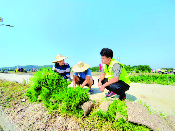     市農科所科技團隊在示范點開展技術指導。惠州日報記者劉建威 通訊員湯倩 攝