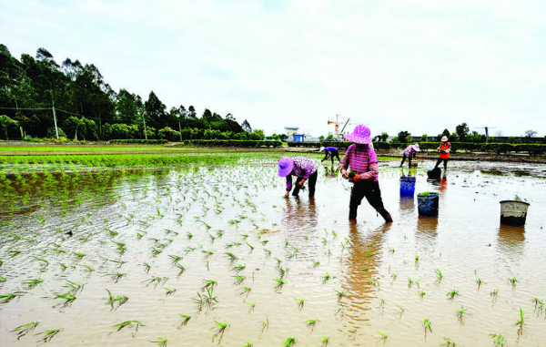     惠陽今年計劃投入上千萬元補貼水稻種植，提高農(nóng)民種糧積極性。惠州日報記者黃尉宏 通訊員羅宇 攝