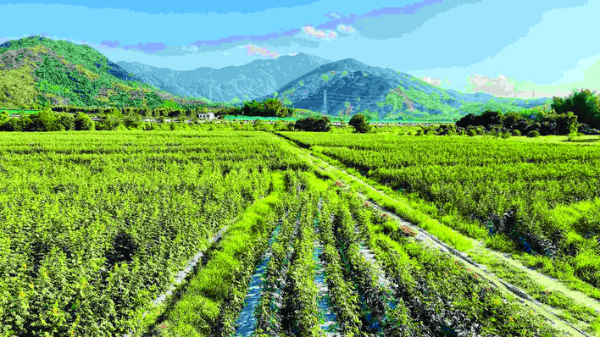     成片的咖啡種植田。