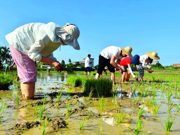     汝湖鎮農辦干部職工下田插秧。    惠州日報記者彭紅霞 通訊員陳莉 劉曼瑤 攝