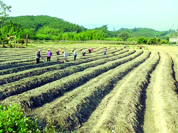     田間地頭一片忙碌。