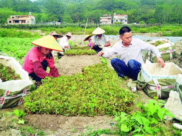     村民種植粉葛。