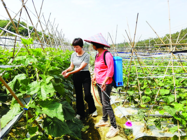     何娟（左）在指導農戶防治病蟲害。