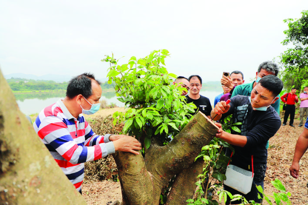     觀摩會現場，技術人員示范荔枝高接換種。