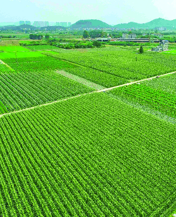     一片片甜脆玉米地非常壯觀。