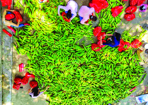     村民忙著打包玉米。