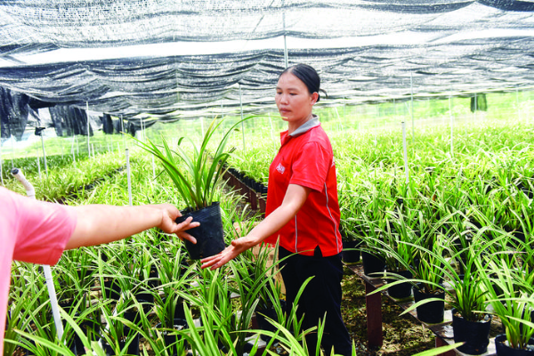     蘭花產業(yè)成為龍門特色產業(yè)之一。（資料圖片）