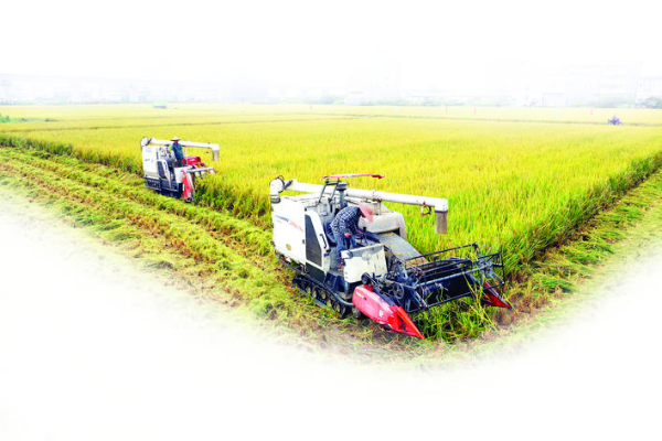 石灣將以絲苗米產業園為依托加快農業現代化。