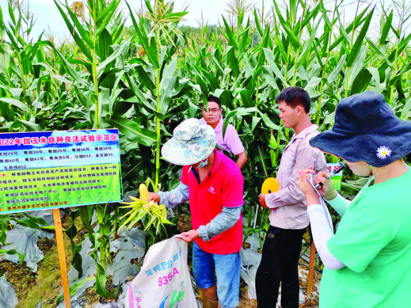     田間觀摩受農戶歡迎。