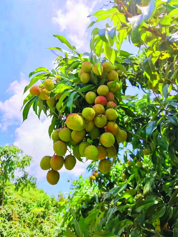 目前,鎮隆荔枝已開始上市。