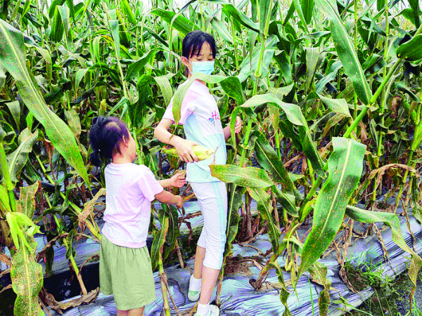     孩子們在希望田園摘玉米。