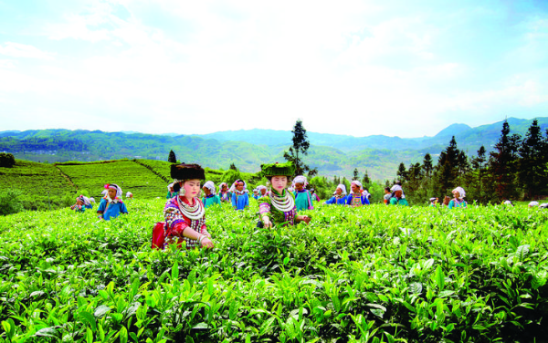 黔西南州普安縣茶農(nóng)采茶忙。