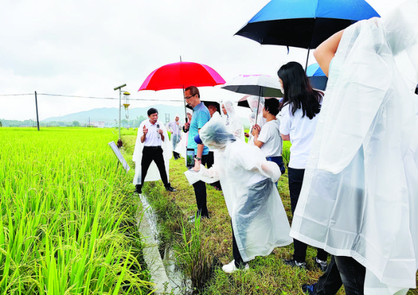 與會人員在田間觀摩了解優質稻絲苗米新品種生長情況。 惠州日報記者劉建威 通訊員王瑞紅 攝