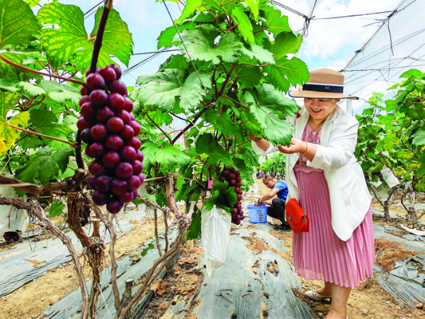 游客在葡萄園體驗采摘樂趣。