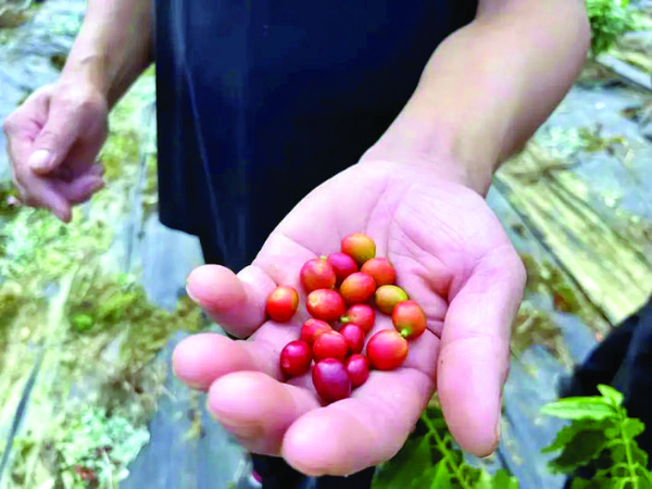 還未剝皮的咖啡豆。