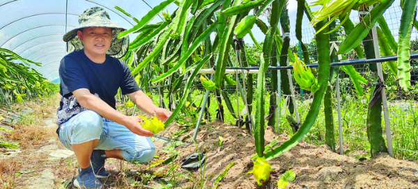 徐牧種植的6畝多黃皮火龍果進入成熟期。