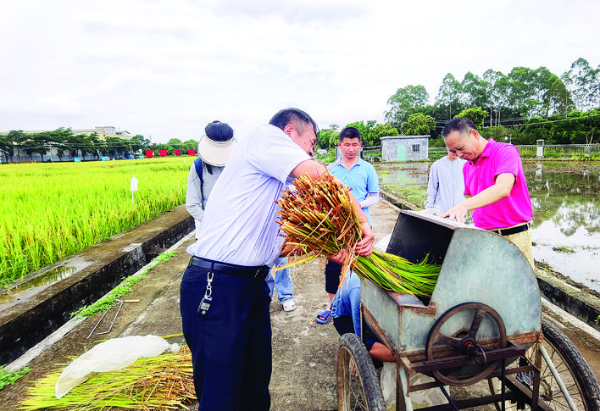 農科人員正在對水稻樣品打谷抽樣。