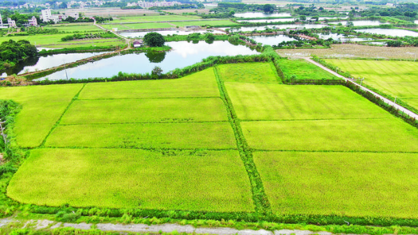 潼湖鎮崗里村阡陌交錯的稻田。 惠州日報記者邱舒婷 通訊員李明霞 攝