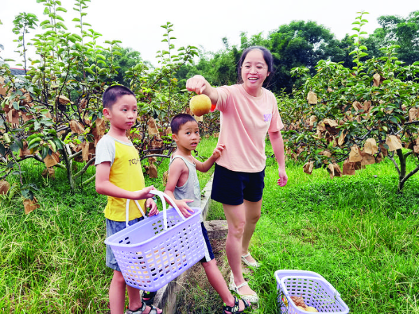 游客采摘早脆梨。 惠州日報記者李燕文 攝