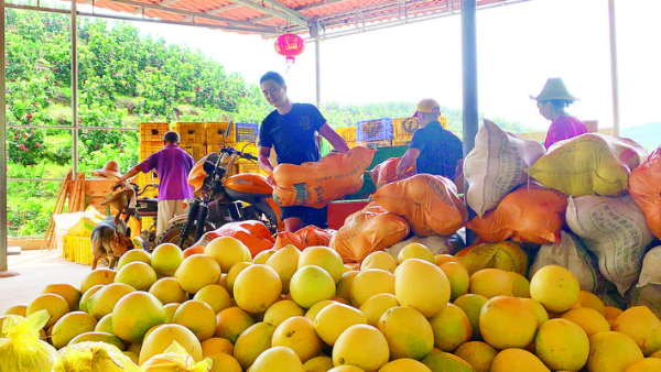     果場工作人員正在搬運剛采摘下來的蜜柚。惠州日報記者洪鵲兒 攝