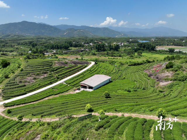 惠東縣巖茶農業公園
