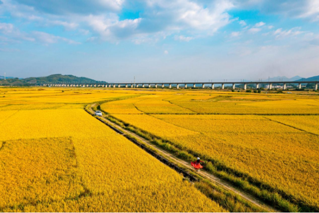 一層層金黃色的稻浪
